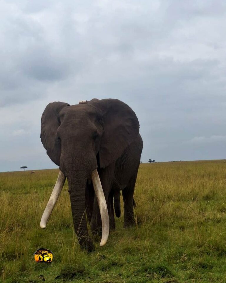 Instagram post from natumoi.roving.safaris. This post is in position 1.