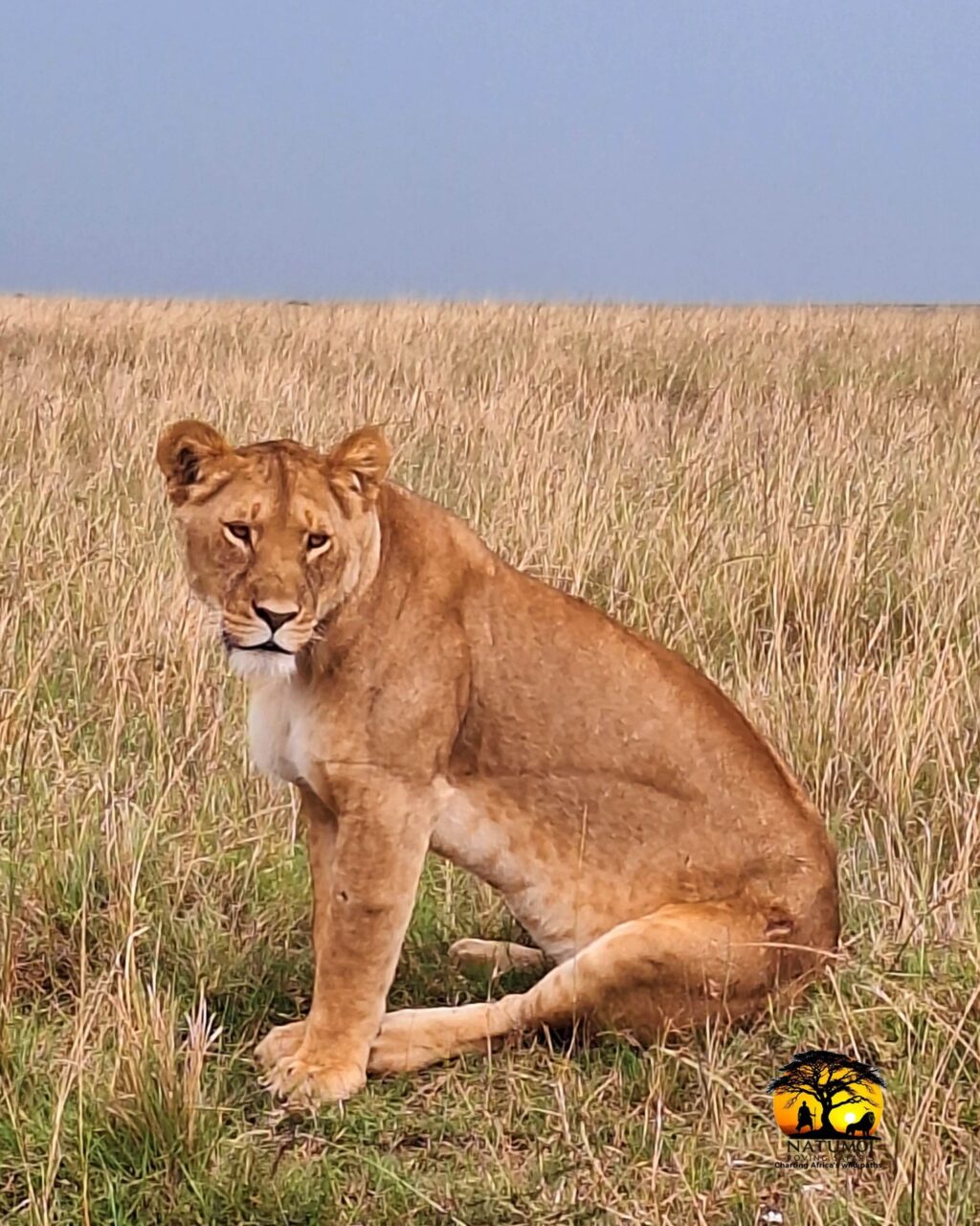 Instagram post from natumoi.roving.safaris. This post is in position 2.