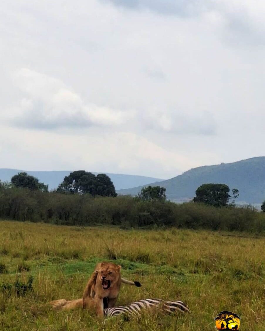 Instagram post from natumoi.roving.safaris. This post is in position 3.